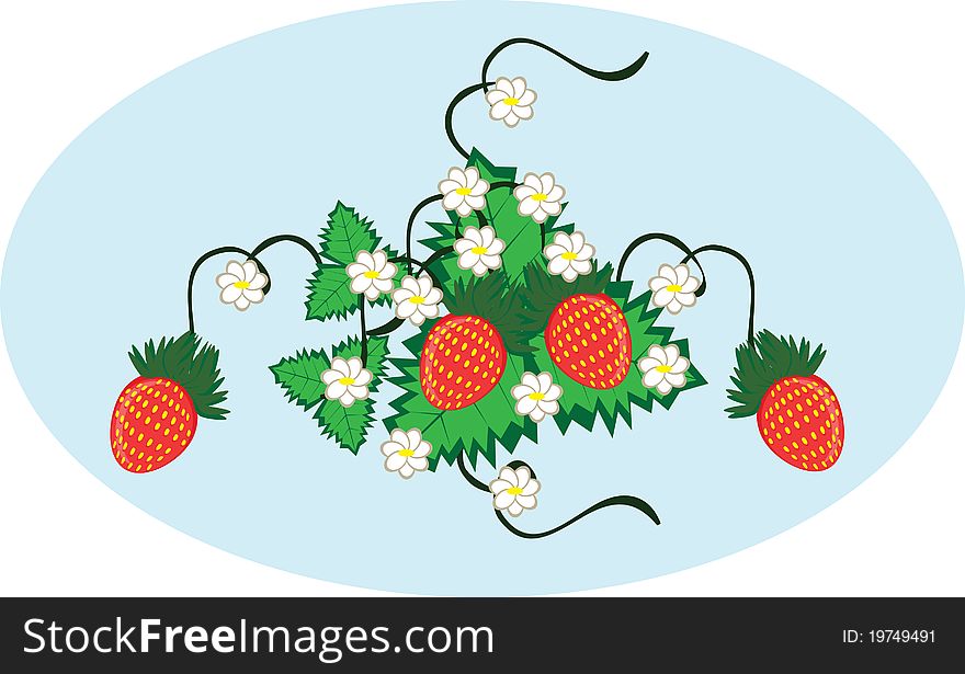 Curl from strawberry berries on the isolated background