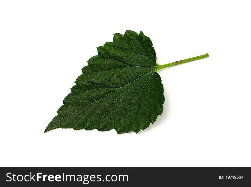 One hop leaf close-up, isolated on white.