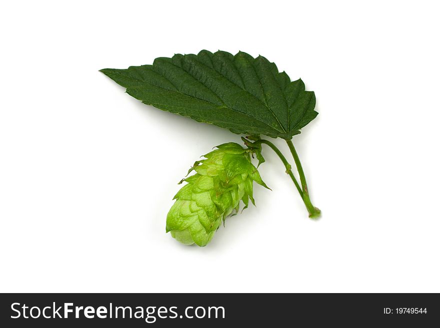 One hop cone and a leaf isolated on white.