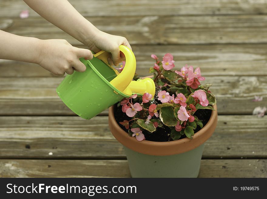 A little girl waters a potted begonia plant with a green watering can. A little girl waters a potted begonia plant with a green watering can.