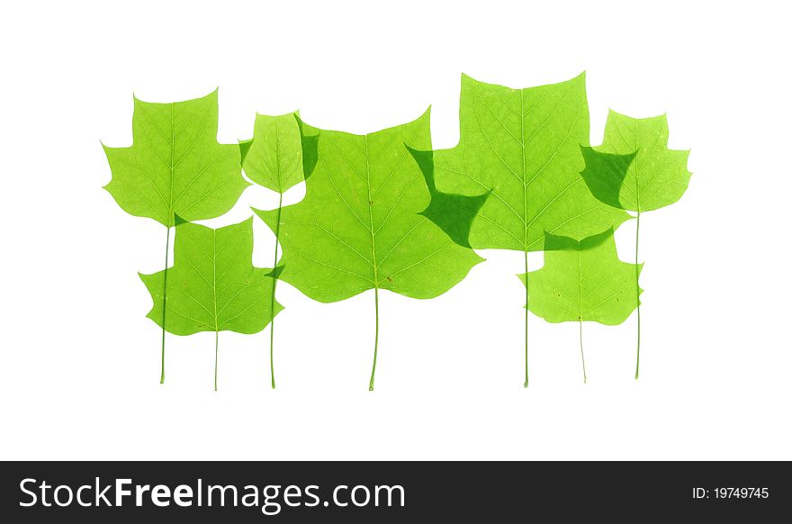 Leaves from a tulip tree arranged on white. Leaves from a tulip tree arranged on white