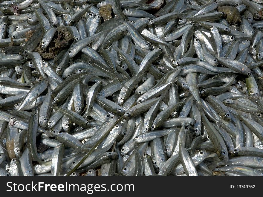 Sea fishes in morning market , Thailand. Sea fishes in morning market , Thailand.