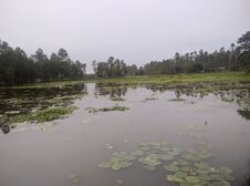 A POND FULL FLOW IN WATER Royalty Free Stock Photos A POND FULL FLOW IN WATER Royalty Free Stock Photos