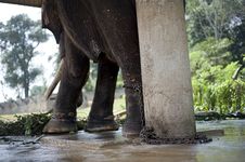 Chaned Elephant Stock Photos