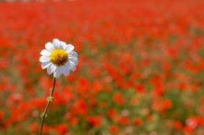 Daisy Over Poppy Field Royalty Free Stock Photography Daisy Over Poppy Field Royalty Free Stock Photography