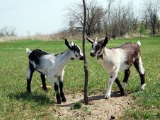 Two Baby Goats Stock Photos Two Baby Goats Stock Photos