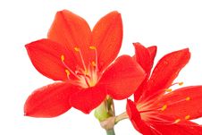 Red Lily In Drops Of Water Stock Photo