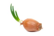 Onion With Fresh Green Sprout Stock Photos Onion With Fresh Green Sprout Stock Photos