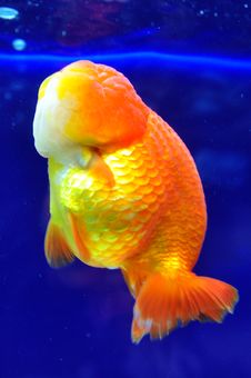 Ranchu Yellow Goldfish Stock Photos Ranchu Yellow Goldfish Stock Photos