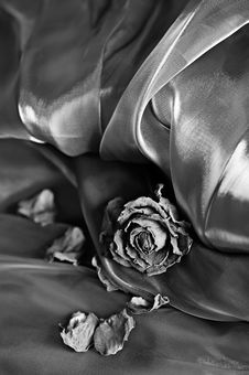 Vintage Background: Dry Rose On Satin Stock Photo