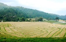 Rice Field Stock Photo Rice Field Stock Photo