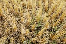 Rice Field Royalty Free Stock Photography Rice Field Royalty Free Stock Photography