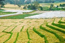 Rice Field Royalty Free Stock Image Rice Field Royalty Free Stock Image