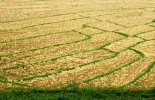 Rice Field Royalty Free Stock Photography Rice Field Royalty Free Stock Photography