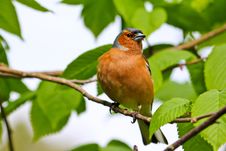 Chaffinch Royalty Free Stock Photos
