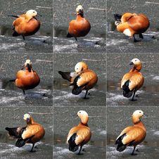 Orange Duck On Ice Stock Images