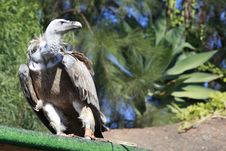 Griffon Vulture In A Park Royalty Free Stock Image Griffon Vulture In A Park Royalty Free Stock Image