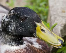 Old Mallard Duck Royalty Free Stock Images
