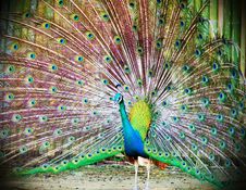 Peacock With Feathers Out Stock Image