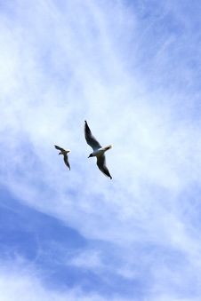 Two Seagulls Royalty Free Stock Images Two Seagulls Royalty Free Stock Images