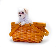 Maltese Puppy In Basket Royalty Free Stock Photos Maltese Puppy In Basket Royalty Free Stock Photos