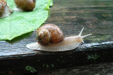 Snail Stock Image