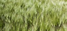 Rye Royalty Free Stock Photo Rye Royalty Free Stock Photo