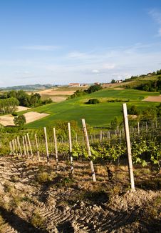 Italian Vineyard: Monferrato Royalty Free Stock Photography Italian Vineyard: Monferrato Royalty Free Stock Photography
