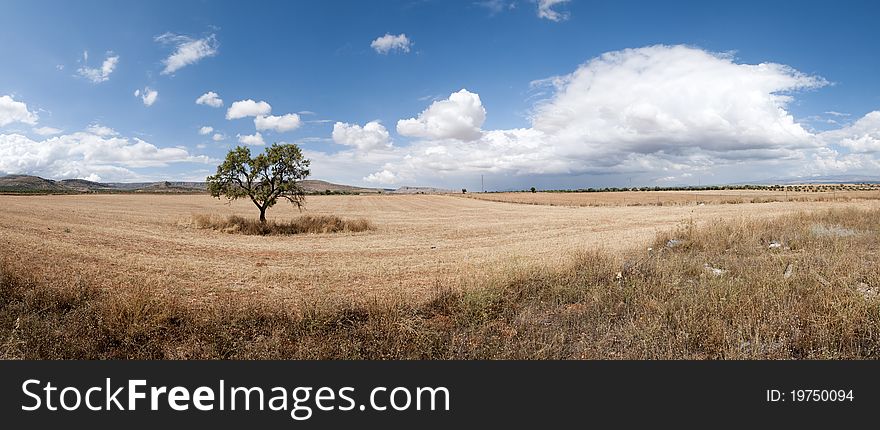 Lone Tree With Clouds