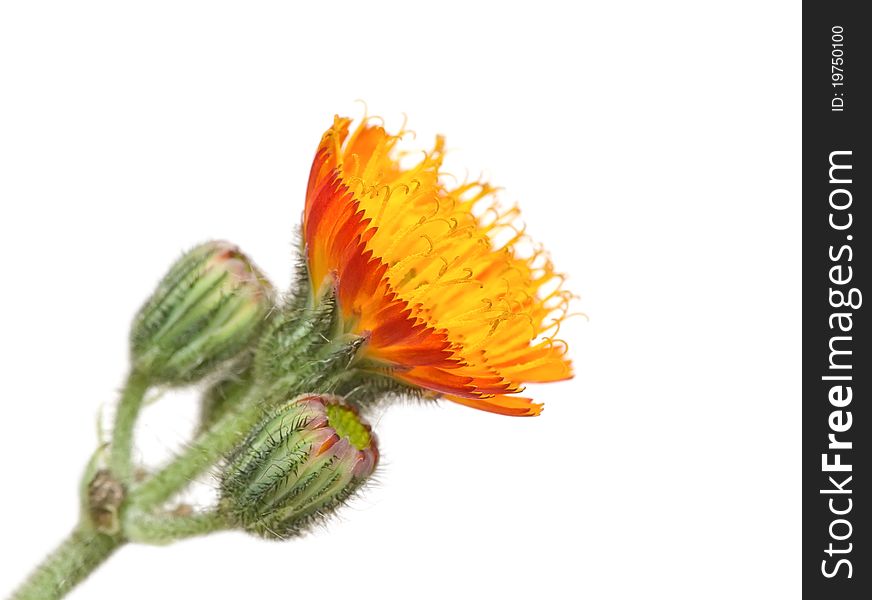 Orange flower with thorns on a white background