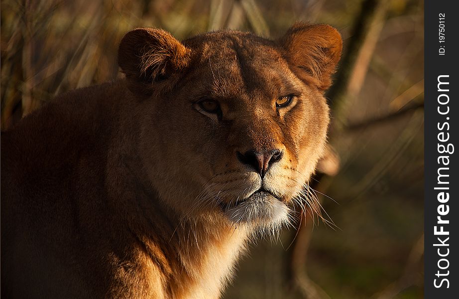 Eye contact with an african lioness in warm eveing light. Eye contact with an african lioness in warm eveing light