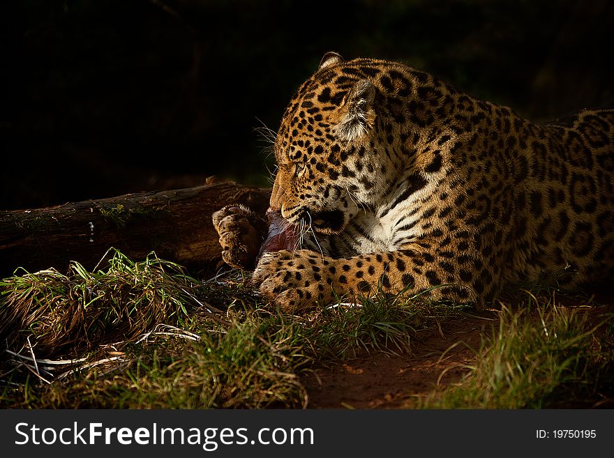Jaguar eating in warm evening light with a dark background. Jaguar eating in warm evening light with a dark background