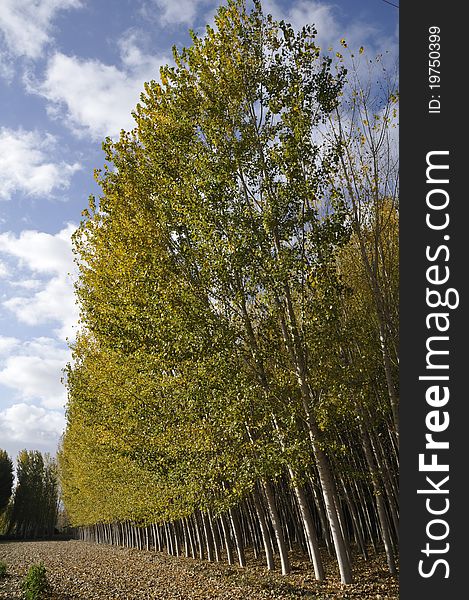 A poplar forest in Fuente Vaqueros, Granada, Spain