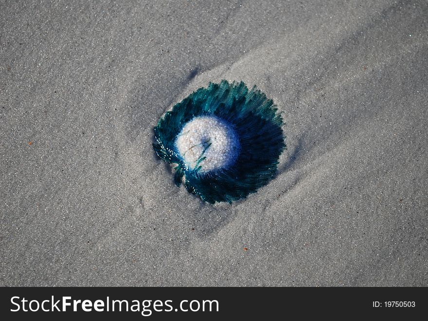 Blue jellyfish on the beach