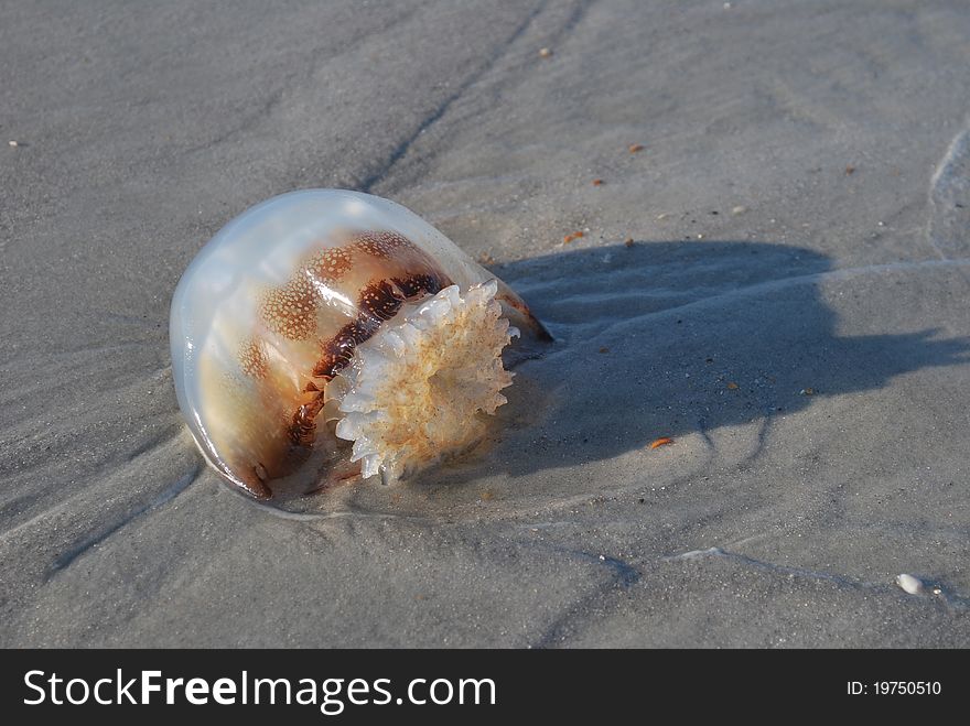 Umbrella style jellyfish on Jacksonville Beach. Umbrella style jellyfish on Jacksonville Beach