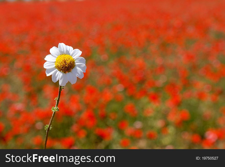 Daisy over poppy field