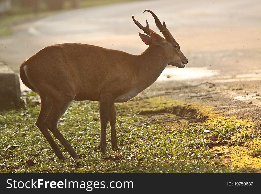 Brown deer at Koa-Yai Thailand