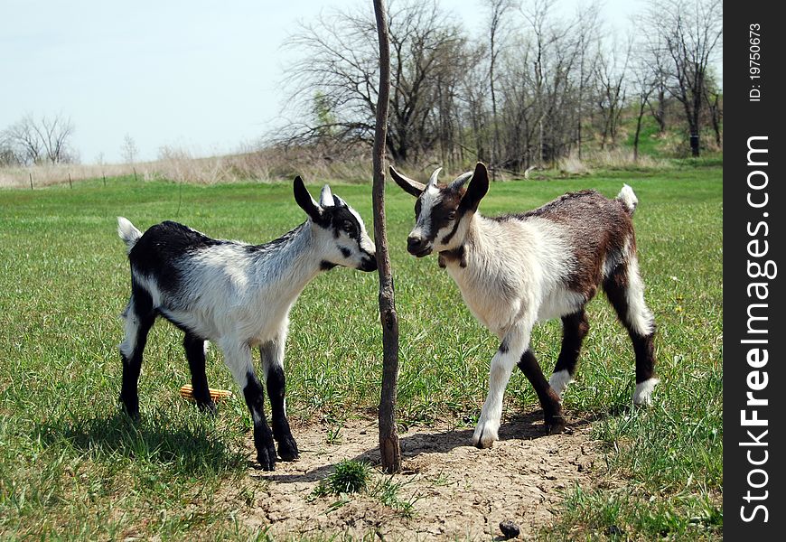 Two baby goats or kids visiting by a sapling tree in the hot sun