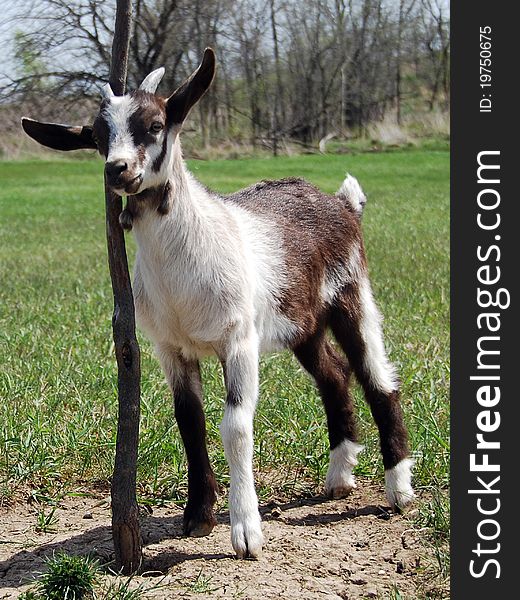 Brown and white baby goat or kid resting against a sapling tree in the meadows. Brown and white baby goat or kid resting against a sapling tree in the meadows