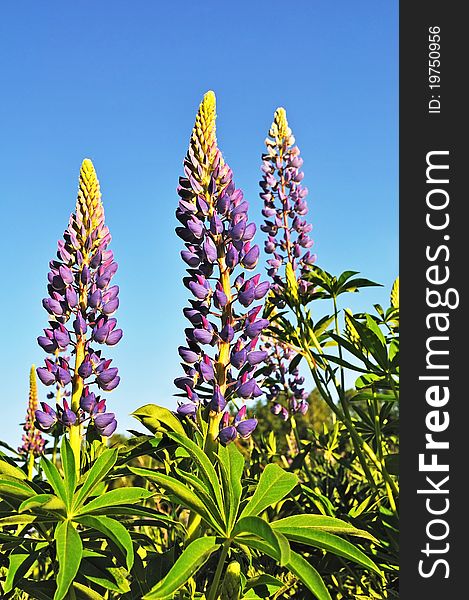 Three blooming lupines on blue sky background