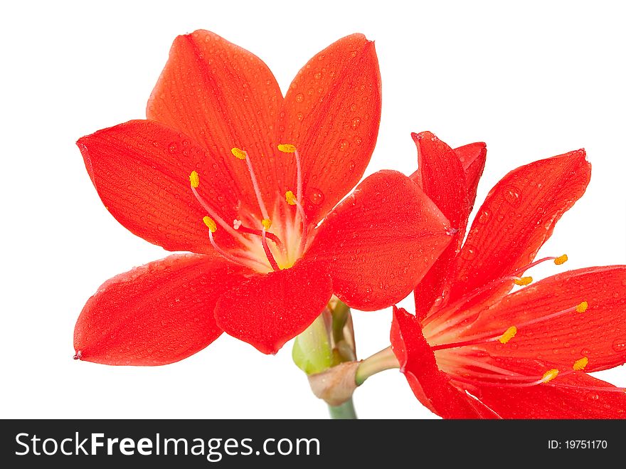 Red lily in drops of water