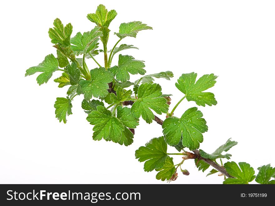 Young branches gooseberry on white