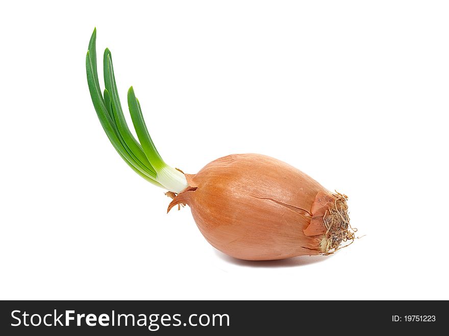 Onion with fresh green sprout on white