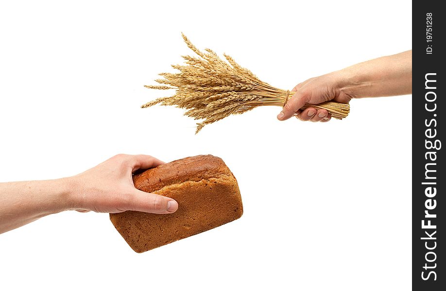 Hands hold bread and wheat ears on white