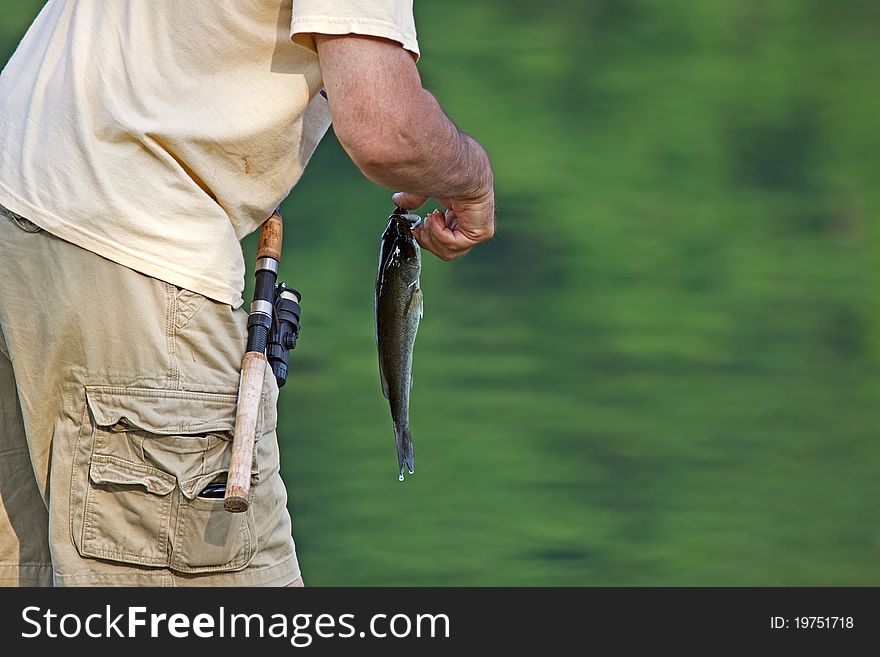 A fisherman releasing a fish,Lebanon,Pennsylvania,USA. A fisherman releasing a fish,Lebanon,Pennsylvania,USA.