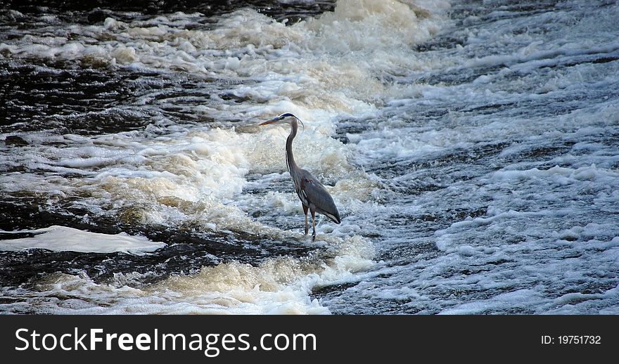 Blue heron standing in water stream