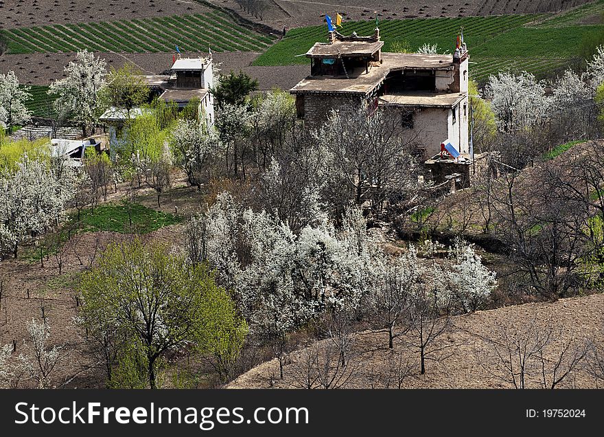 The spring color of the Tibetan village