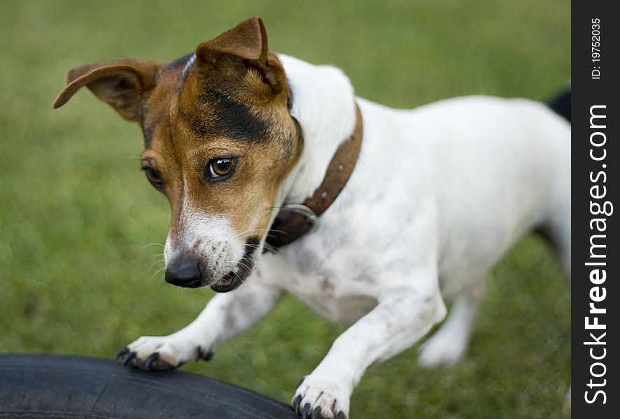 Cute jack russel dog playing in a garden