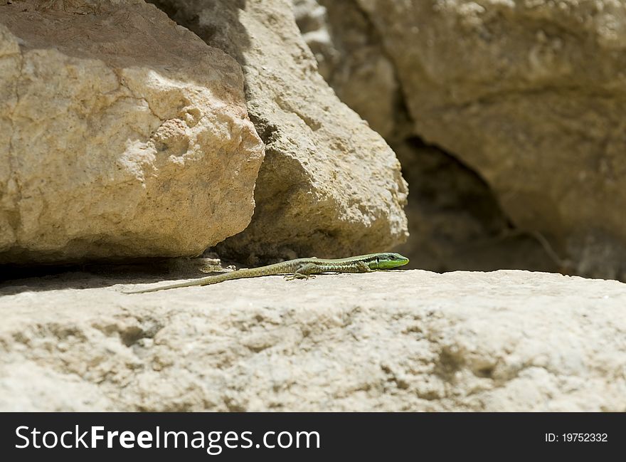 Lizard on a rock in Israel at the Western Wall. Lizard on a rock in Israel at the Western Wall