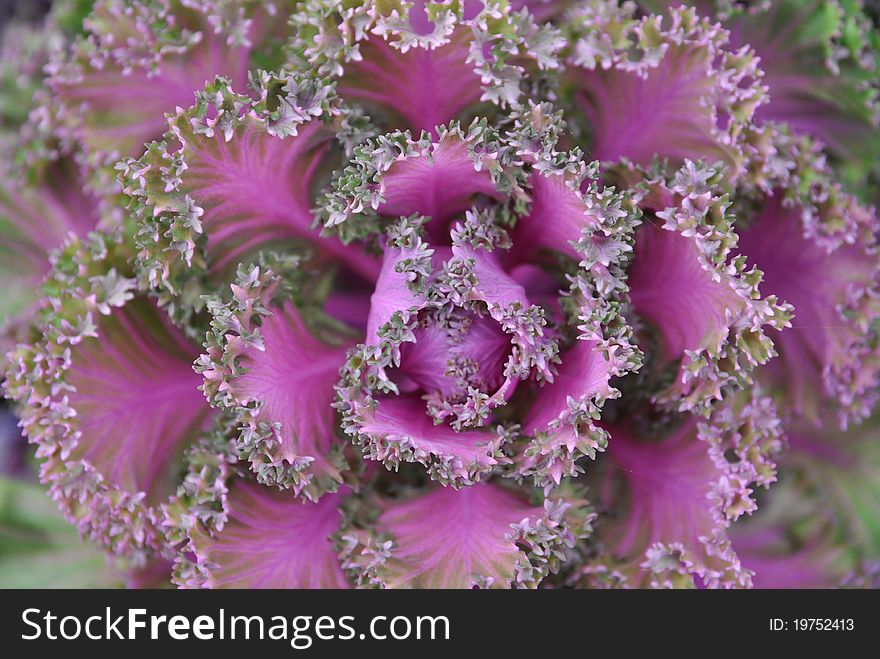 Purple collard leaves in rolls background.